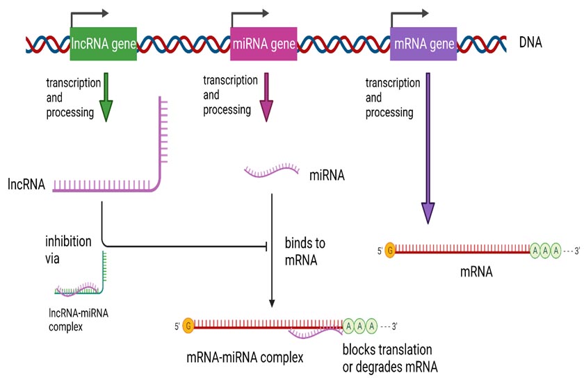 Graphical Abstract